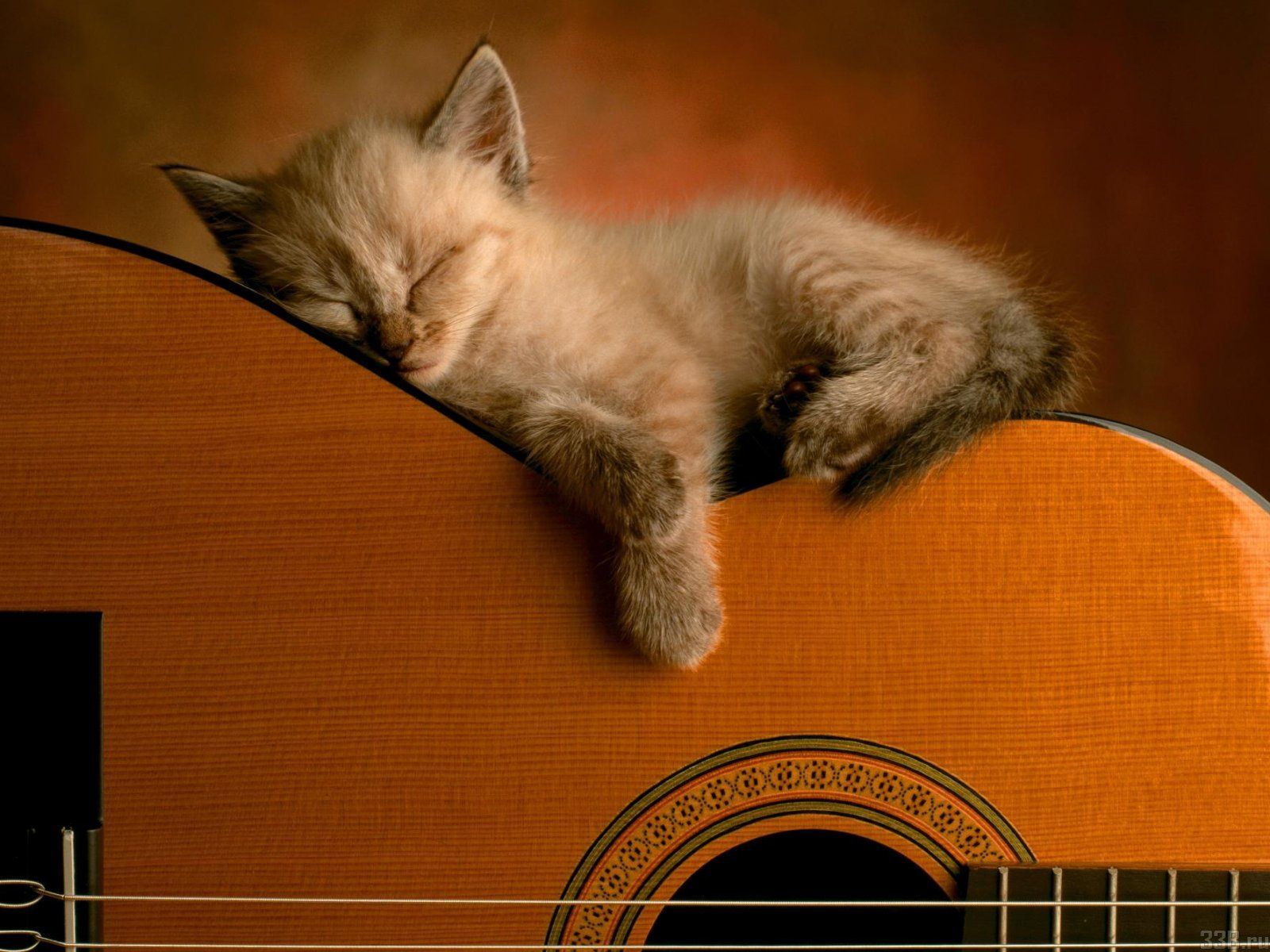 MUSIQUE Chat swingue